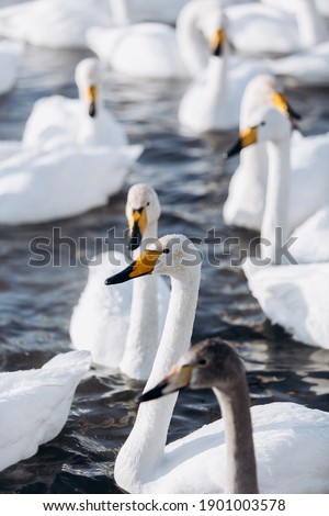 swan lake. white swans. winter
