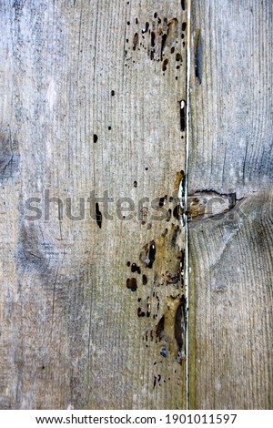 Close-up of a wooden fence plank with termite damage.