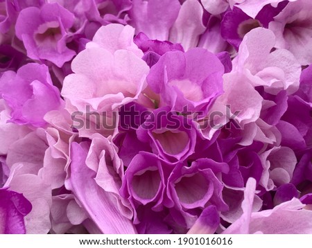 A photo of pink and purple flowers