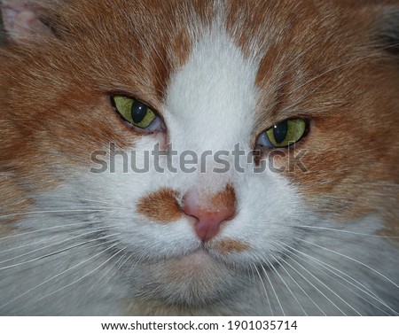   Portrait of Red haired cat. Close-up Ginger and white cat with hypnotizing green eyes.                                     