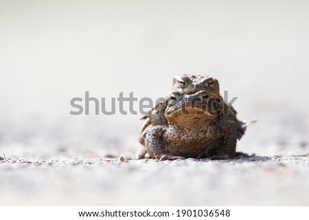 A male and female common toad (Bufo bufo) during migration crossing the street