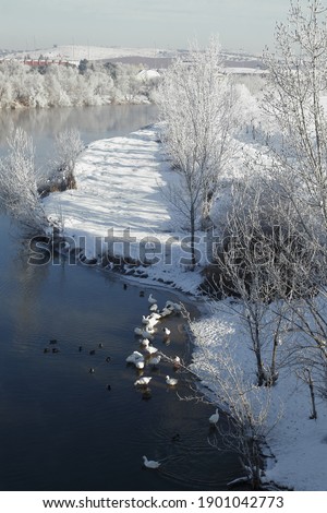 The snowy Tagus River, ducks and geese dead from the cold,  morning rime, series of the great snowfall on the city of Toledo, Spain, in January 2021,