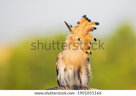 funny bird with a tufted looking up , bird watching, wildlife