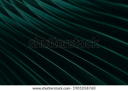 Green palm leaf in rainy season at dark tone, Natural green plants landscape using as a background or wallpaper or backdrop for design work in business advertising.