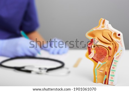 Nasal and oral cavity anatomical model for medical study on doctors table. ENT doctor during consultation over background Royalty-Free Stock Photo #1901061070