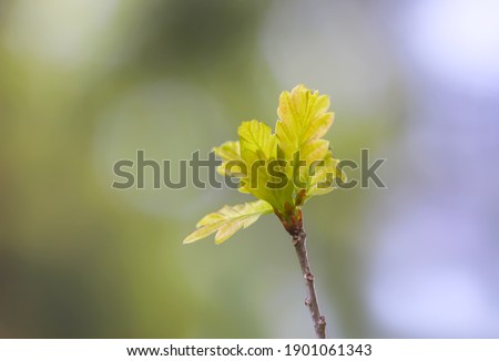 Young oak branch with green leaves in early spring in forest