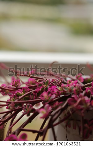 Close-up of wide flower on a blur background. Natural beauty plant flower with depth of field blur background