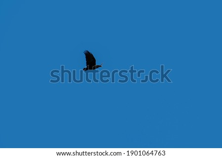 Flying eagle against the blue sky - silhouette of a bird.