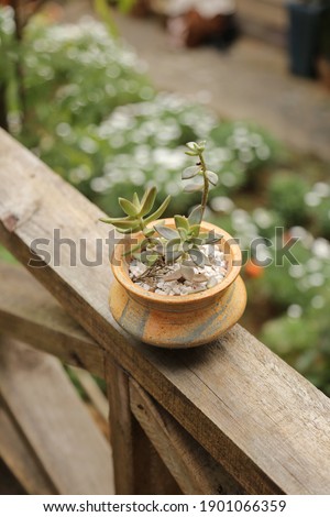Closeup succulent with a blur background garden view. Tree pot of terrarium tree on a garden terrace house background for decoration