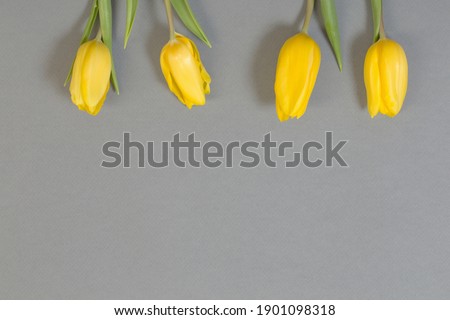 yellow tulips on gray paper background Royalty-Free Stock Photo #1901098318