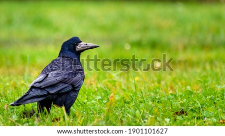 Large rook (Corvus frugilegus) looking for food on green grass of lawn. Birds winter in the suburb next to man houses. Big black bird, one, close up Royalty-Free Stock Photo #1901101627