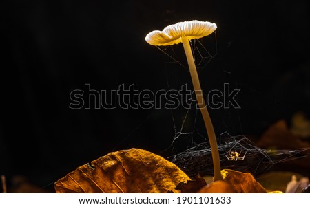 Glowing mushroom like city lamp from fairy tail illuminates brown leafs in fores. Small spider with his web under it.