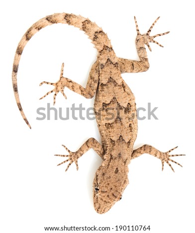 lizard on a white background. macro