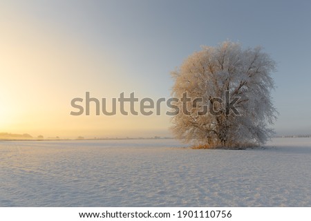 a tree in frost at dawn