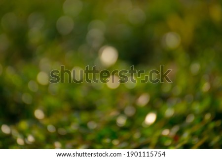 Blurry background of green tree with natural light
