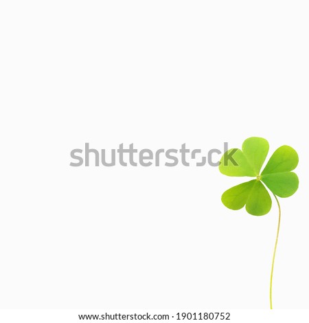 Heart shaped leaf blur  On the white background