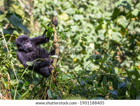 While climbing on a tree , this young mountain gorilla (Gorilla beringei beringei) is eating vines found growing on the tree. Plants and vines are a common source of food for gorillas. Royalty-Free Stock Photo #1901188405