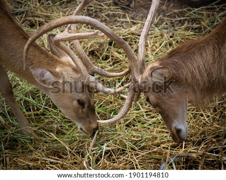 Close-up of Red deer stags fighting on dried grass.