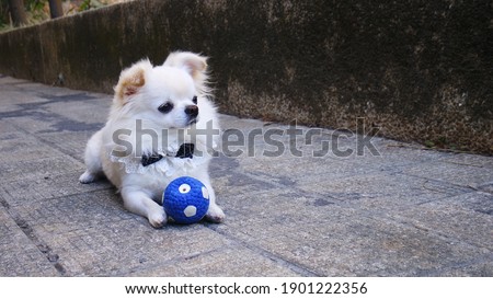cute and adorable white long-hair chihuahua puppy dog playing his favorite toy of a small blue ball and sitting on floor, outdoor scene, advertising, size 16:9