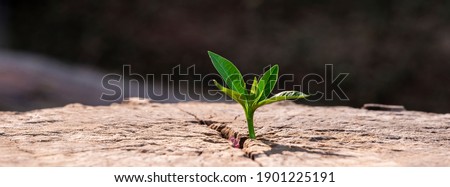 A strong seedling growing in the old center dead tree ,Concept of support building a future focus on new life with seedling growing sprout,New life growth future concept wide banner Royalty-Free Stock Photo #1901225191