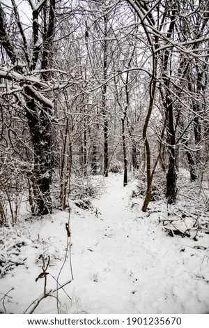 beautiful winter natural landscape with snow-covered trees in the forest and a narrow path