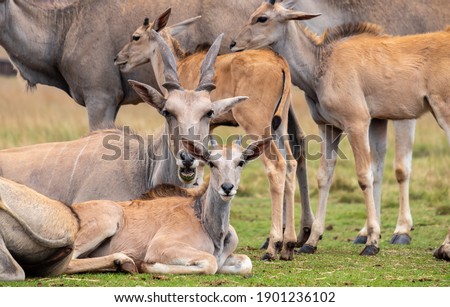 A herd of Eland antelope resting at a game reserve near Johannesburg, South Africa  Royalty-Free Stock Photo #1901236102