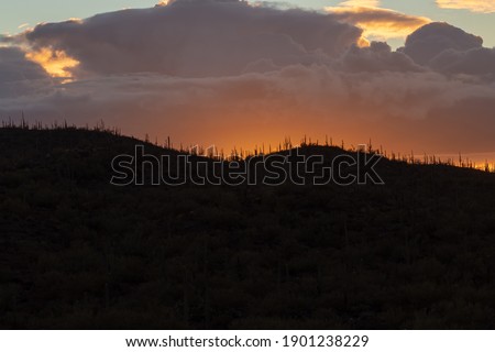 Sunset in the Sonoran Desert. Colorful skies with pretty clouds in Saguaro National Park West. A forest of cactus covered hills and beautiful landscapes. Picture Rocks, Pima County, Arizona, USA.
