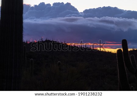 Sunset in the Sonoran Desert. Colorful skies with pretty clouds in Saguaro National Park West. A forest of cactus covered hills and beautiful landscapes. Picture Rocks, Pima County, Arizona, USA.