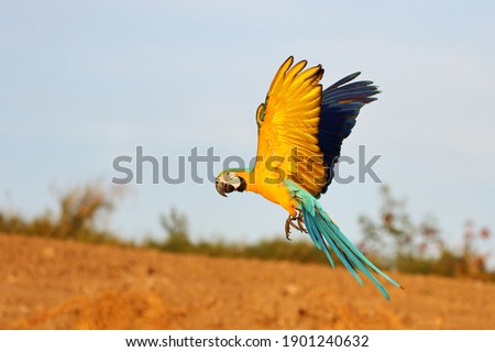 Colorful macaw parrots flying in the sky.