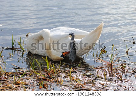 Ringed white swan on the lake. A metal ring with a serial number is clearly visible on the paw.