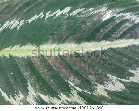 Beautiful fresh leaf texture for background