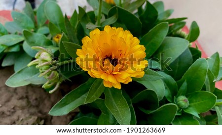 Closeup of an isolated yellow calendula flower amidst green foliage with selective focus and blur background