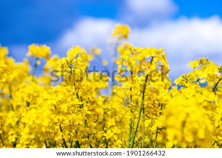 Rape flowers close-up against a blue sky with clouds in rays of sunlight on nature in spring. Soft focus, copy space. Royalty-Free Stock Photo #1901266432