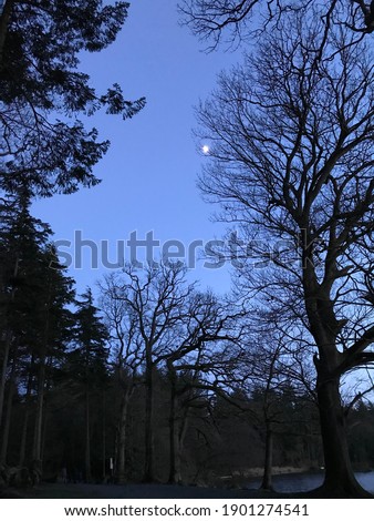 An evening in the forest with view of moon