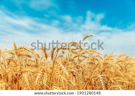 Yellow agriculture field with ripe wheat and blue sky with clouds over it. Field of Southern Ukraine with a harvest. Royalty-Free Stock Photo #1901280148