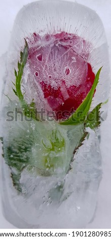a rose in a cube of ice in the snow