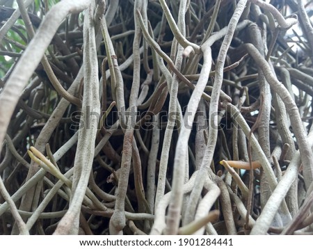 Ornamental plant roots that are above the ground