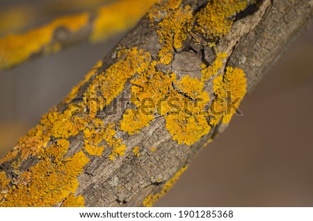 Lichen growing on the bark of a tree close up