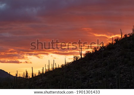 A colorful sunset in Saguaro National Park West. A pretty cloud filled sky with orange, red, purple, lavender and blue colors. Beautiful silhouettes of cacti stand on the ridge of a mountain.