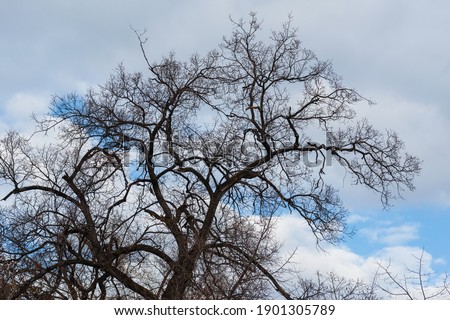 Tree branches against blue cloudy sky, Armenia