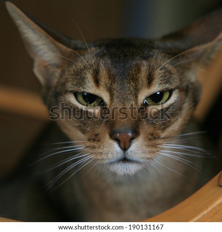 A closeup of an Abyssinian Cat