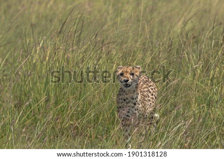 wild cheetah in savannah in hunting position