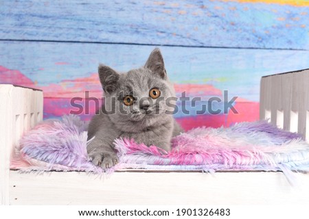 Blue British Shorthair cat, Kitten, Kitty, kittens, grey, cats