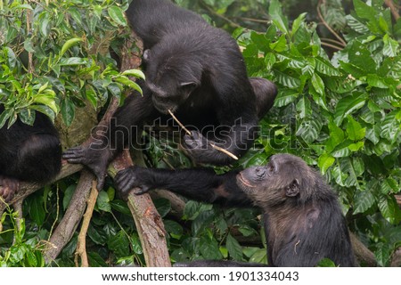 Using a stick as a tool, this adult chimpanzee has managed to access honey that was inside of a crevice in a branch. Other chimpanzees from the group have watched and are learning this skill. Royalty-Free Stock Photo #1901334043