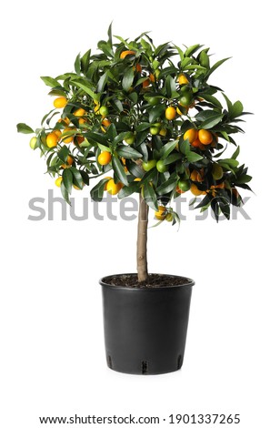 Kumquat tree with ripening fruits in flowerpot isolated on white Royalty-Free Stock Photo #1901337265