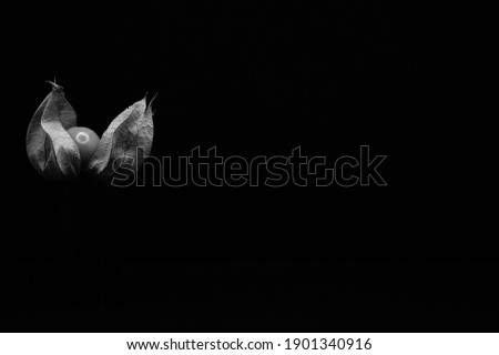 Black and white photograph of a Physalis with a black background positioned on the left of the picture