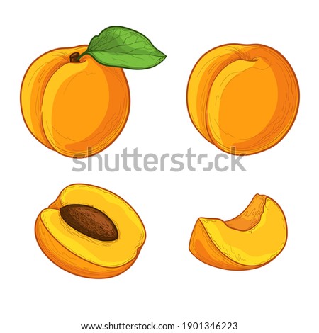 Set of colorful apricot. Half an apricot. Slice of apricot. Isolated vector illustration. Royalty-Free Stock Photo #1901346223