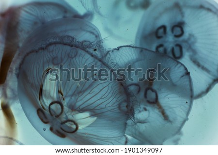 abstract jellyfish view for design