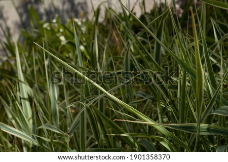 large amount of green grass side view
