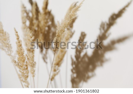 Selective focus - pampas grass branch on pastel neutral beige background. Flat lay. Minimal, styled concept for bloggers with reeds foliage, sun light and trendy shadow